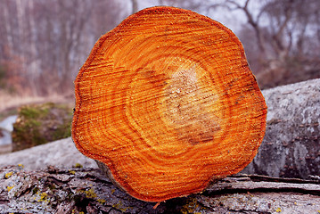 Image showing Cross section of cut tree.