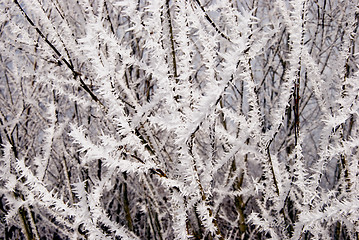 Image showing Tree twigs covered by rime. 