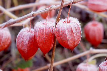 Image showing Husk tomato fruits covered with snow.