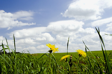 Image showing Sowthistle in the meadow.