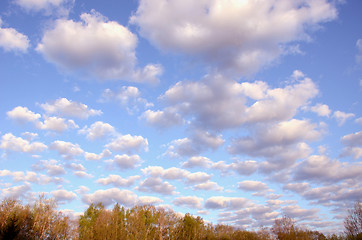 Image showing Morning cumulus over the trees.