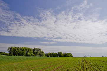 Image showing Agricultural green field with winter crops.