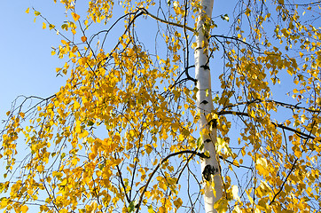 Image showing Small yellow birch leaves in  autumn and sky 