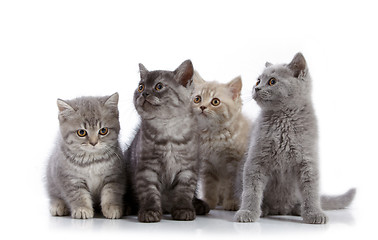 Image showing four british short hair kittens