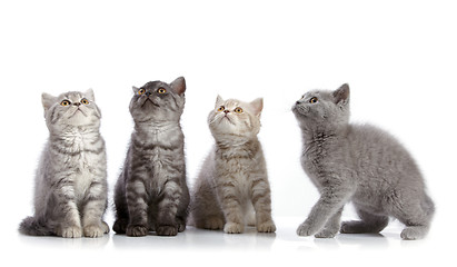 Image showing four british short hair kittens