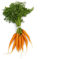 Image showing carrot bunch