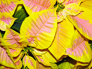 Image showing Poinsettia