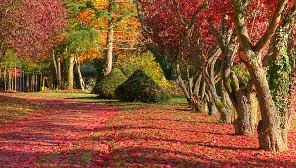 Image showing Autumn path