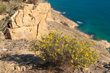 Image showing Flowering broom