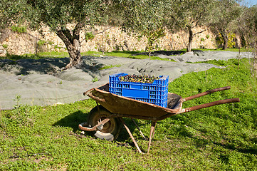 Image showing Traditional olive harvest
