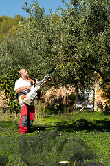 Image showing Olive harvest