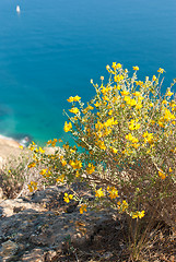 Image showing Flowering gorse