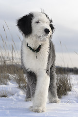 Image showing Bobtail puppy in the open field