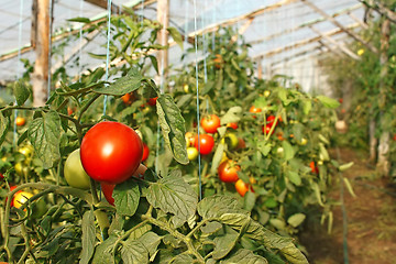 Image showing Tomatoes in greenhouse