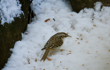 Image showing tree creeper