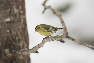 Image showing Siskin