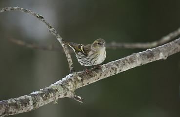 Image showing siskin