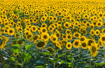 Image showing Endless sunflower field