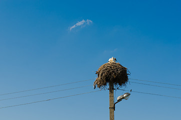 Image showing Stork nest