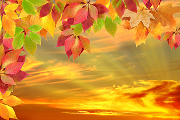 Image showing autumn leaves against the sunset