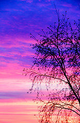 Image showing silhouette tree at sunset