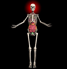 Image showing Skeleton With Internal Organs 