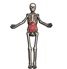 Image showing Skeleton With Internal Organs 