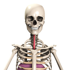 Image showing Skeleton With Wind Pipe 