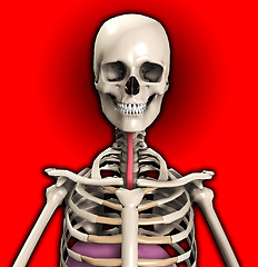 Image showing Skeleton With Wind Pipe 