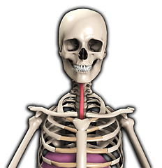 Image showing Skeleton With Wind Pipe 