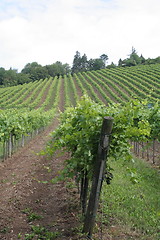 Image showing Vine fields in Vienna