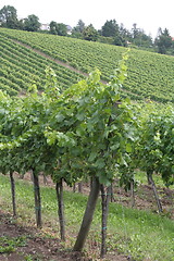 Image showing Vine fields in Vienna