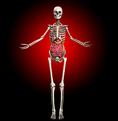 Image showing Skeleton With Internal Organs 