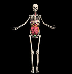 Image showing Skeleton With Internal Organs 