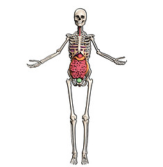 Image showing Skeleton With Internal Organs 