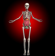 Image showing Skeleton With Internal Organs 