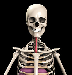 Image showing Skeleton With Wind Pipe 