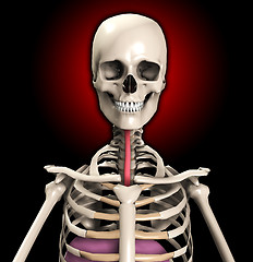 Image showing Skeleton With Wind Pipe 