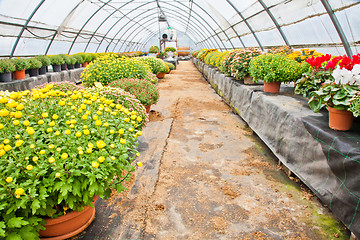 Image showing Greenhouse 