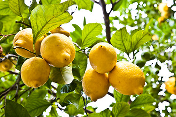 Image showing Lemon