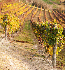 Image showing Vineyard in autumn