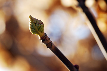 Image showing spring bud