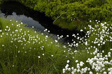 Image showing little brrok and grass