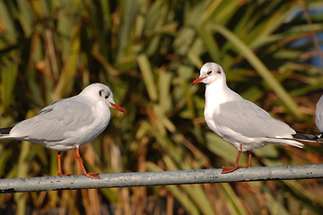 Image showing seagulls