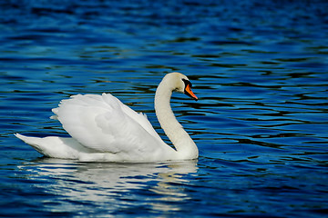 Image showing swan