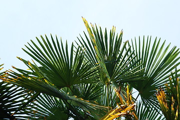 Image showing palm leaf