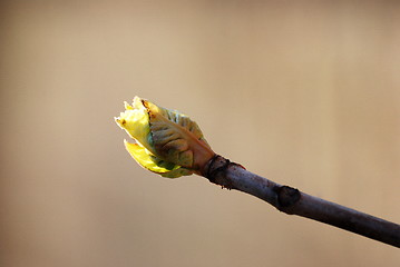 Image showing spring bud
