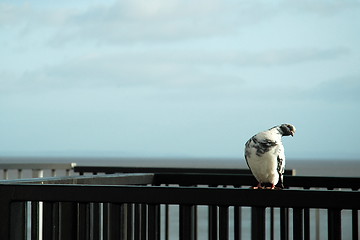 Image showing pigeon