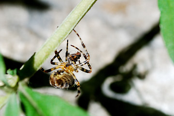 Image showing spider and prey