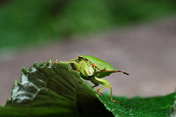 Image showing Stink Bug beyond leaf